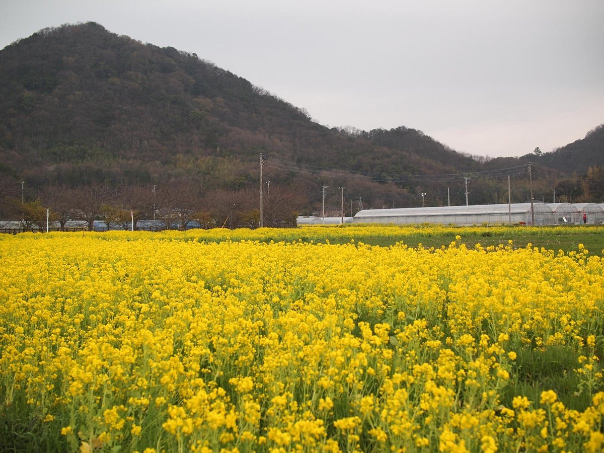 🍓 JA후지이즈 에마 딸기 따기 센터 (JAふじ伊豆 江間いちご狩りセンター) 이미지 6